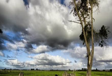 塞内加尔归化科莫前锋迪奥与兰斯门将迪乌夫，身价均900万欧.